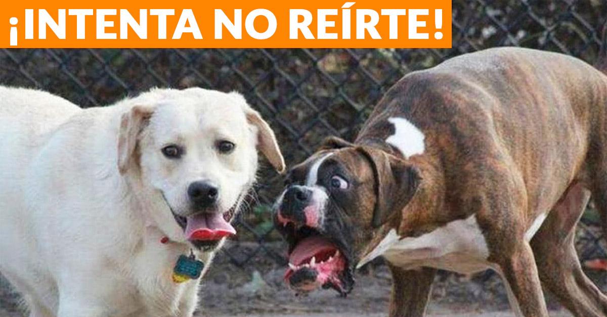 Divertida compilación de perros que causan ternura y risa