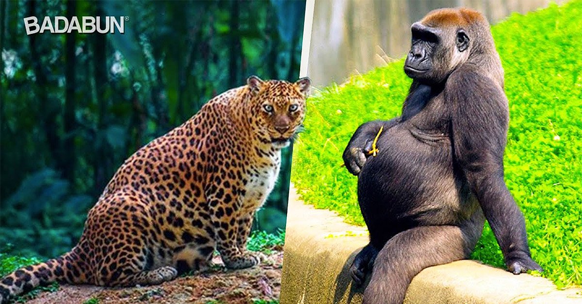 as-se-ve-el-embarazo-de-diferentes-especies-de-animales